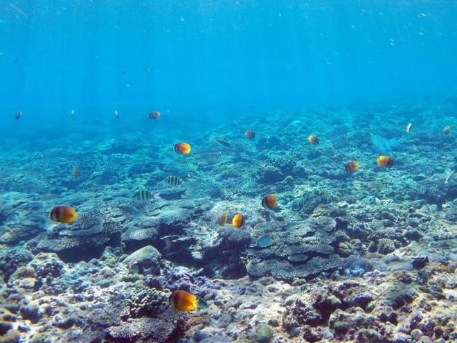 Snorkeling Day Trip & Island Tour to Nusa Lembongan & Penida photo 3