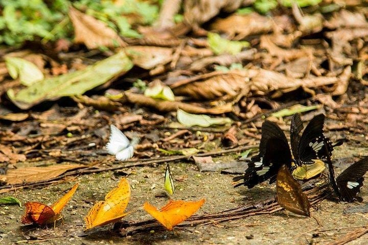 Full-day Cuc Phuong National Park Eco-adventure