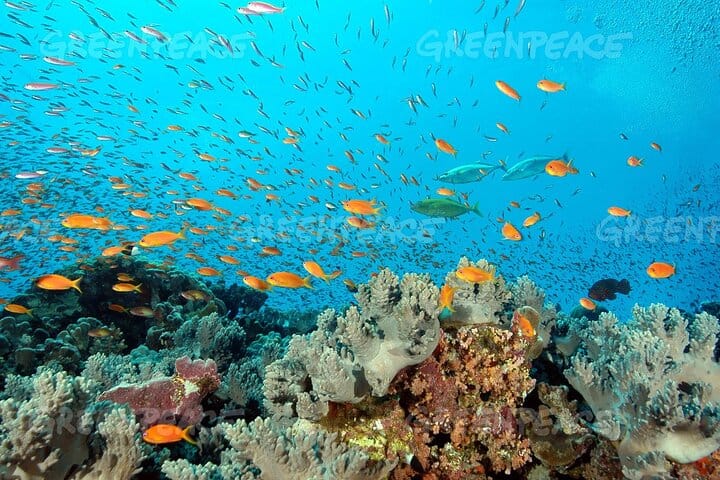 Dolphin House Snorkeling Adventure at Samadai Reef – Marsa Alam