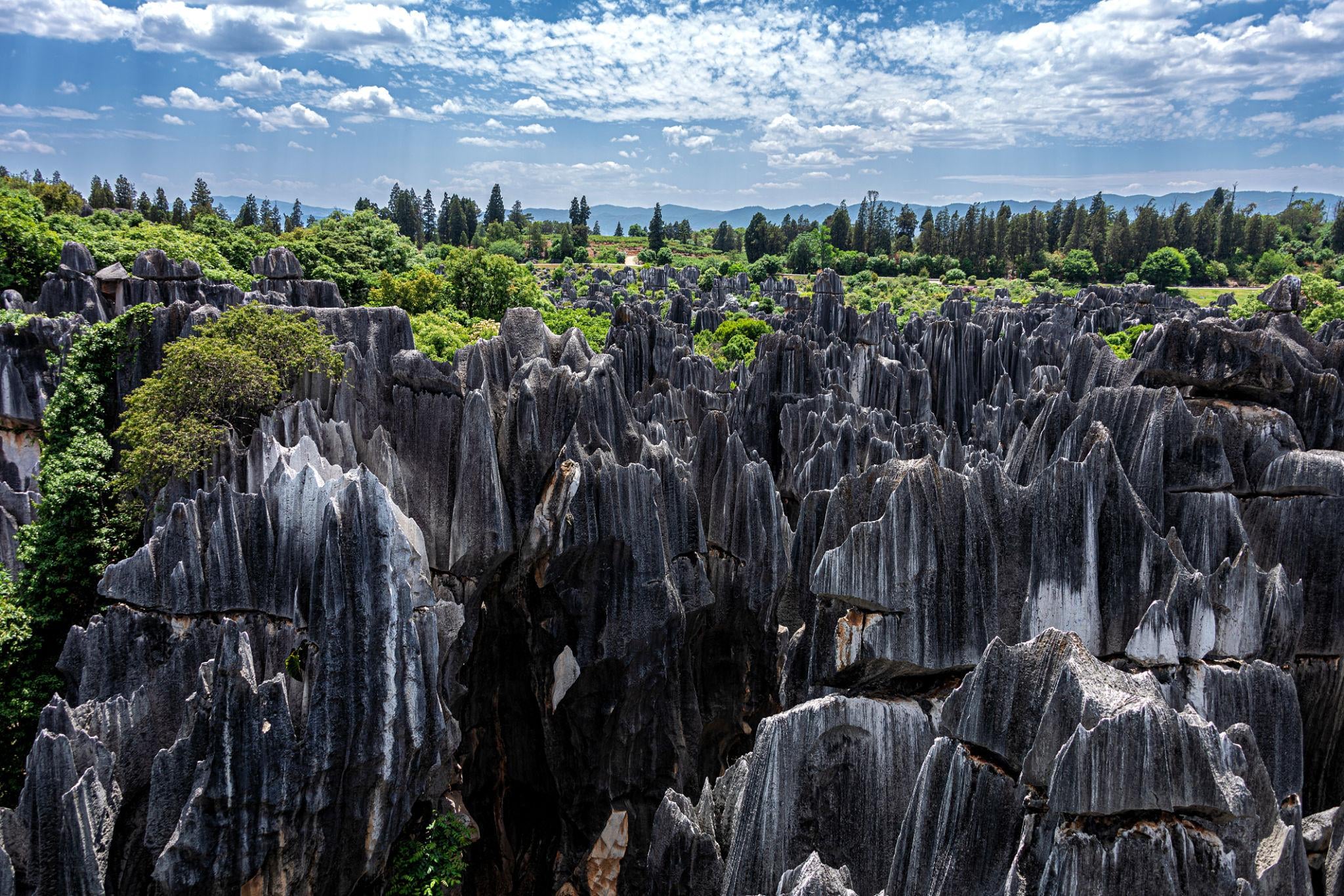 stone forest