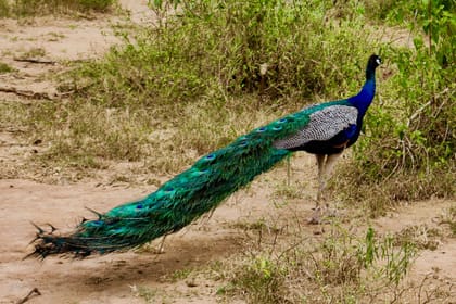 UDAWALAWA ONE DAY SAFARI