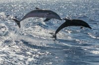 Whale Watching Catamaran to Los Gigantes & Masca 3