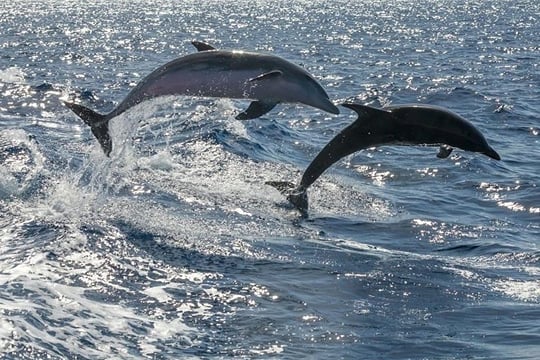 Whale Watching Catamaran to Los Gigantes & Masca