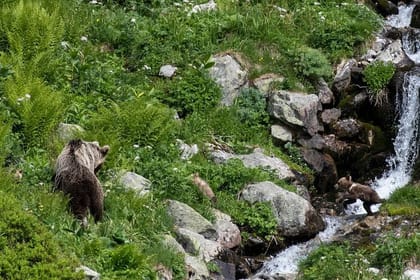 Bearwatching Hiking Day Tour in High Tatras from Poprad