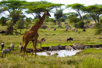 Tarangire National Park Guided Day Tour From Arusha