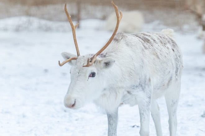 Reindeer farm and ride