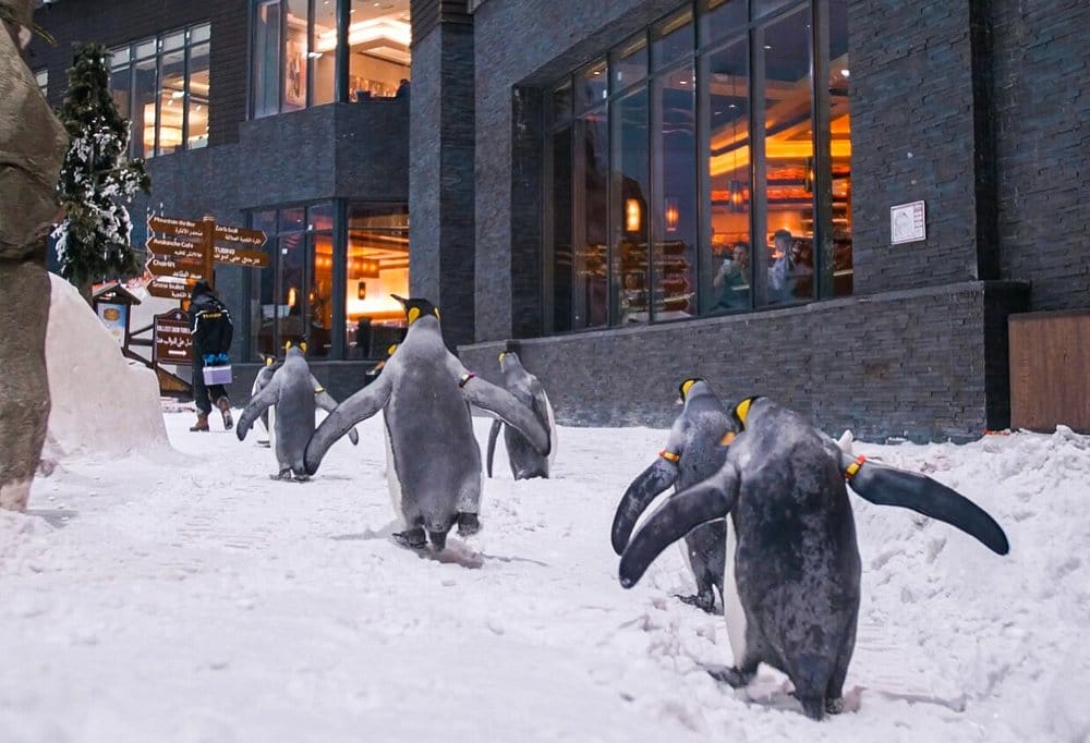 Dubai: Ski Dubai Ultimate Winter Experience!