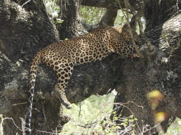 leopards in yala national park