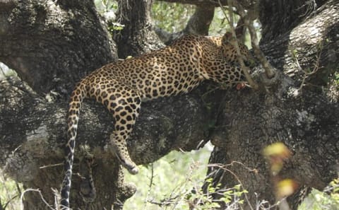 Full Day Leopard Safari in Yala National Park, Sri Lanka