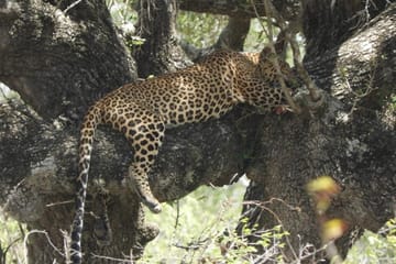 Full Day Leopard Safari in Yala National Park, Sri Lanka