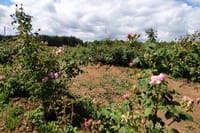 Private Virtual Tour of the Bulgarian Roses and Rose Oil 5