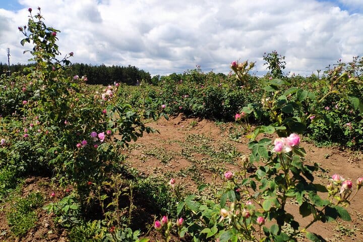 Private Virtual Tour of the Bulgarian Roses and Rose Oil 5