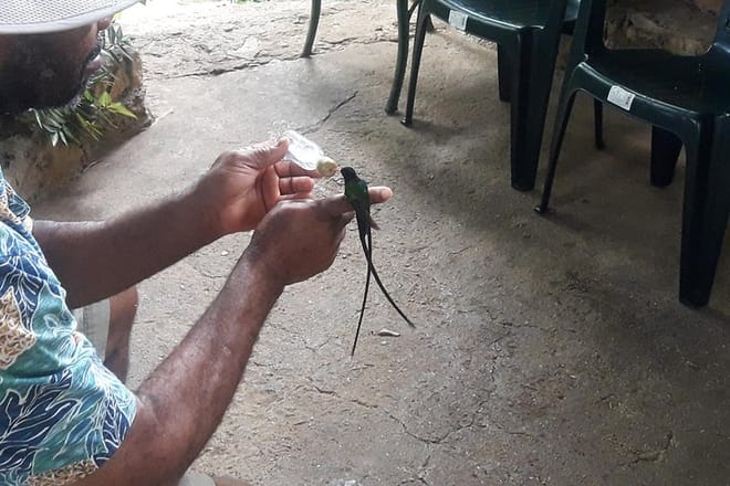 Feeding the Humming birds at Rockland Bird Sanctuary