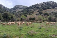 Small Group Tour to Authentic Villages Lasithi Plateau&Olive Mill 6