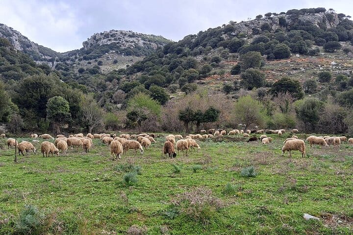 Small Group Tour to Authentic Villages Lasithi Plateau&Olive Mill 6