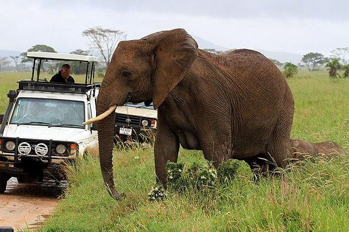 Best of Kenya Wildlife Safari: Family Adventures & Unique Encounters