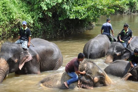 Elephant Sanctuary & Fireflies Combo Tour on Private Basis