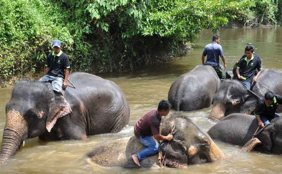 Private Day Trip to Kuala Gandah Elephant Sanctuary and Fireflies