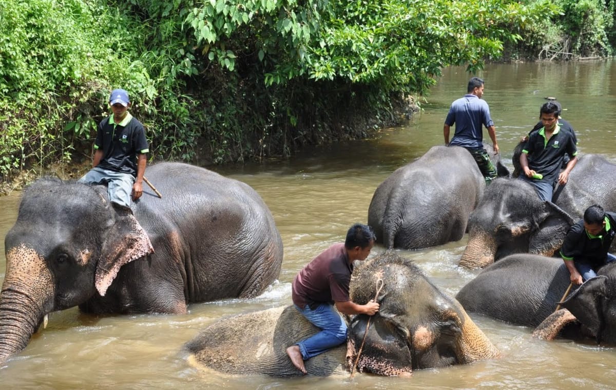 Elephant Sanctuary & Fireflies Combo Tour on Private Basis