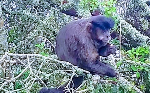 Tijuca Forest National Park