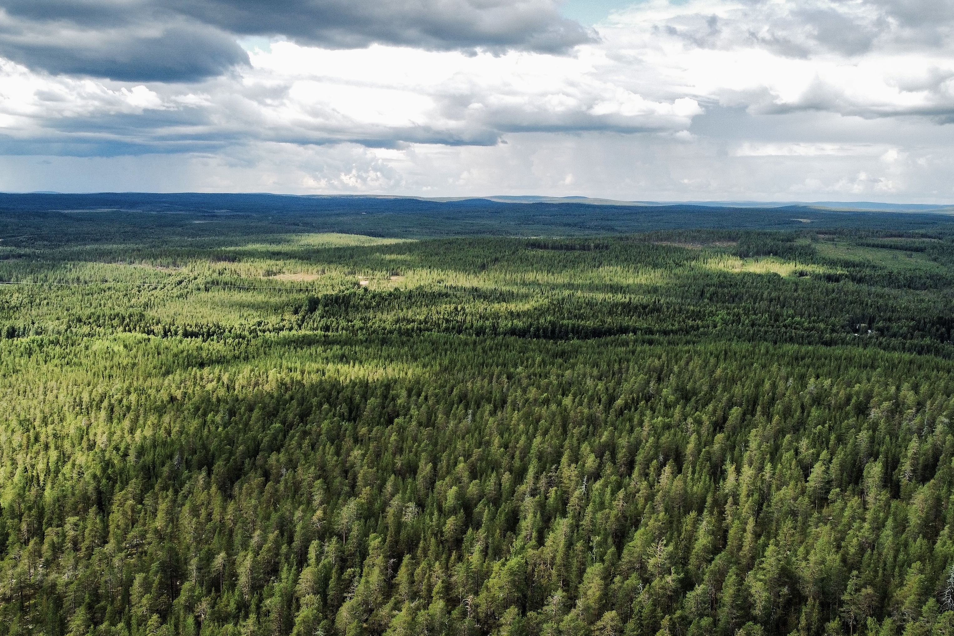 Peaceful Taiga forest in Lapland