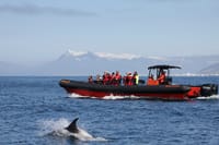 Whales, Puffins & Reykjavík 8