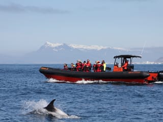 Whales, Puffins & Reykjavík, photo 8