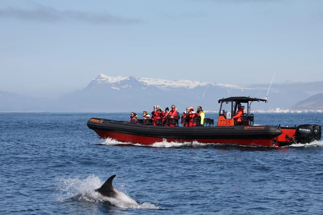 Whales, Puffins & Reykjavík 8