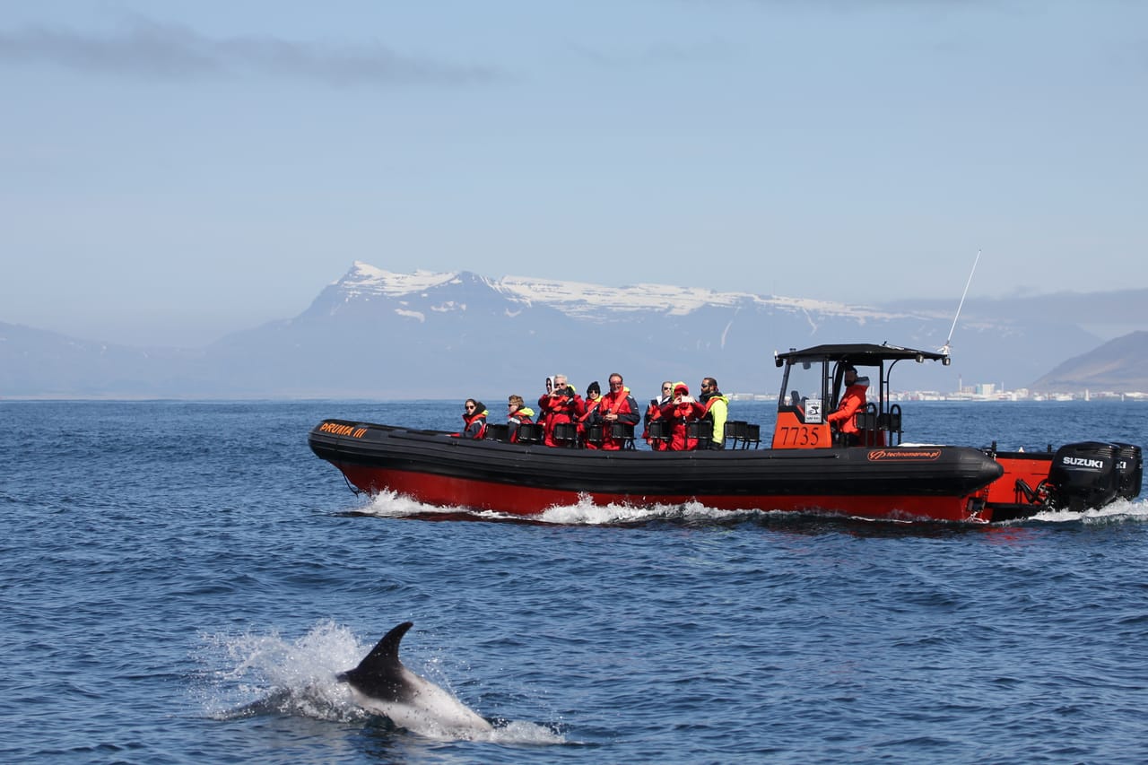 Whales, Puffins & Reykjavík 8