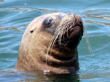 Swim with Sea Lions at Islas Palomino near Lima