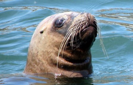 Swim with Sea Lions at Islas Palomino near Lima