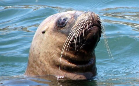 Swim with Sea Lions at Islas Palomino near Lima