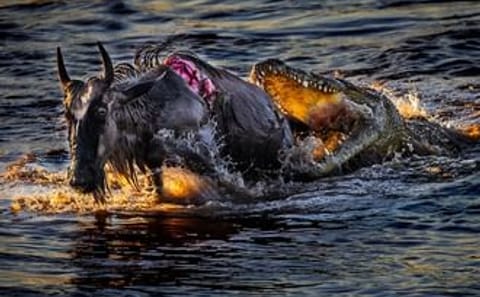 The Great Migration Safari