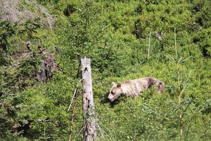 Bearwatching Hiking Day Tour in High Tatras from Poprad