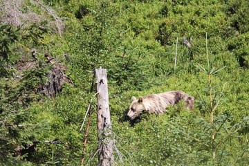 Bear Watching Hiking Tour in High Tatras from Poprad