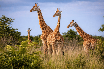 Garamba National Park Savanna Safari Track Kordofan giraffes, elephants, and lions across one of Africa’s oldest parks