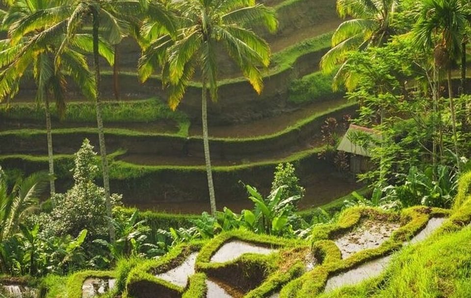 Private Full-Day Cultural Tour of Ubud and Tampaksiring