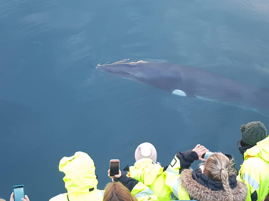 Whale Watching 8
