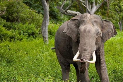 Wilpattu Half Day Safari from Kandy