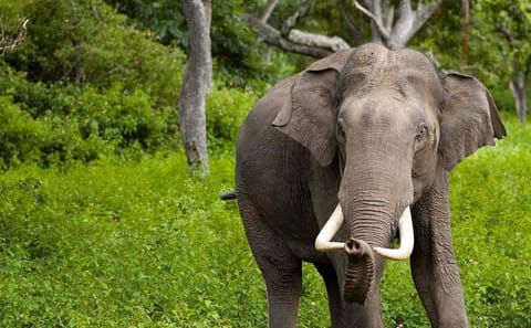 Wilpattu National Park Half Day Safari from Kandy