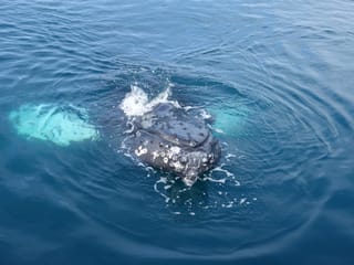 2.5-3 Hour Private Whale Watching on a yacht in Reykjavík, photo 16