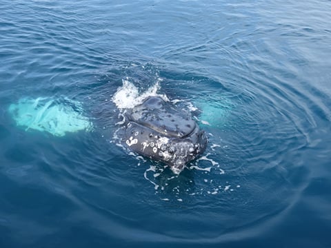 2.5-3 Hour Private Whale Watching on a yacht in Reykjavík, photo 16