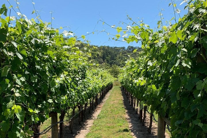 Sonoma Wine Rides: Sonoma County Join-In Group Wine Tasting Tour — Sonoma County - Photo 6