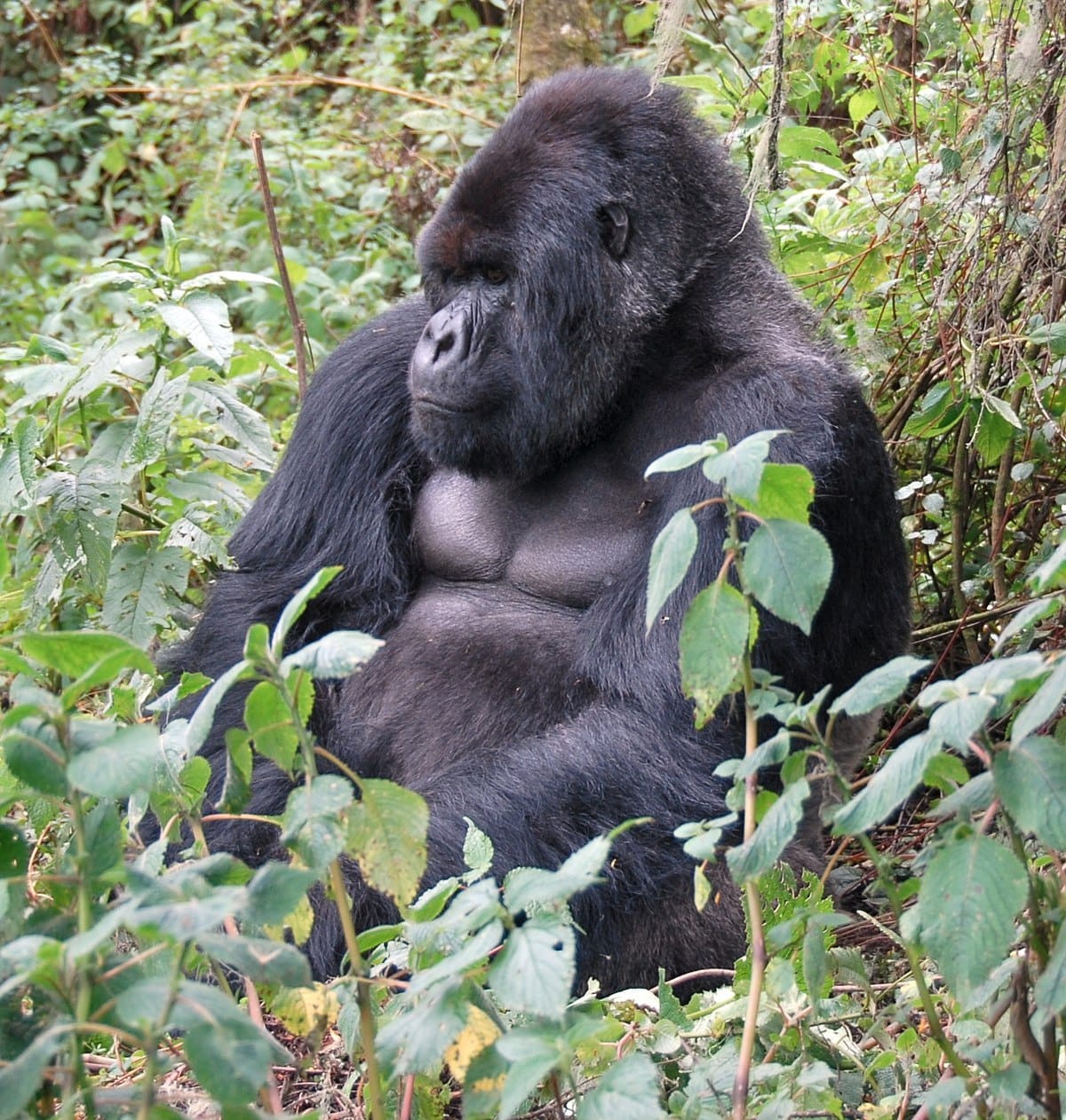 Gorilla in Bwindi Forest- Uganda