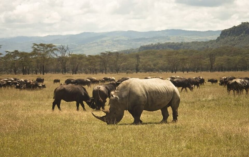 6-Day Safari Adventure in Nairobi, Nakuru, Naivasha, and Amboseli