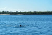 Wasini Island Dolphin spotting