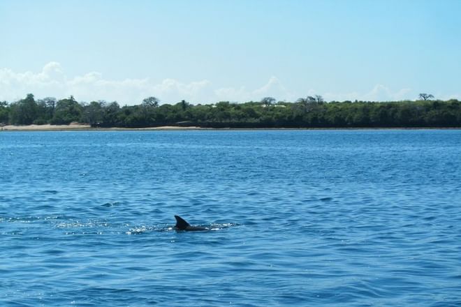 Wasini Island Dolphin spotting