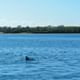 Wasini Island Dolphin spotting