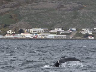 Whale Watching Hólmavík, photo 6