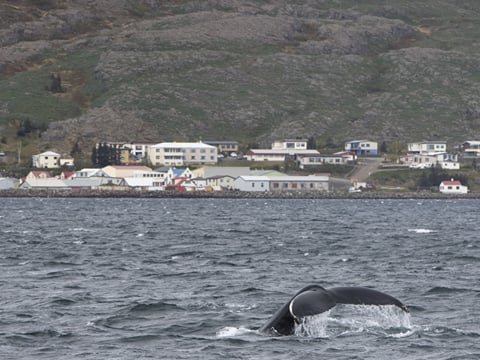Whale Watching Hólmavík, photo 6